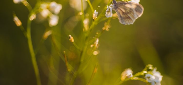Despre bunatate si caritate…